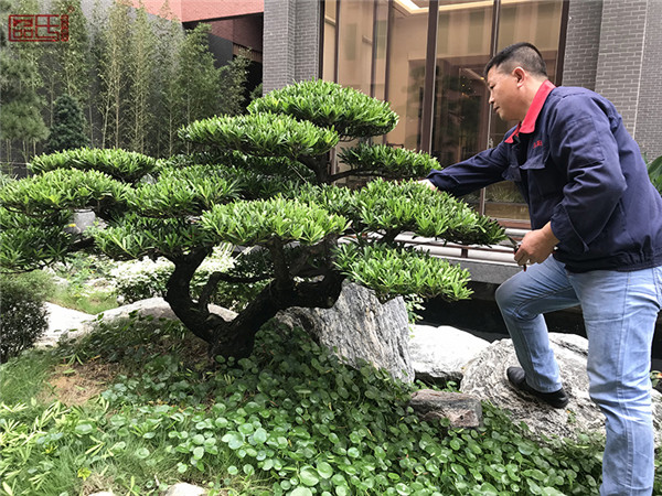 區(qū)氏臻品安全規(guī)范化生產(chǎn)打造現(xiàn)代紅木企業(yè)